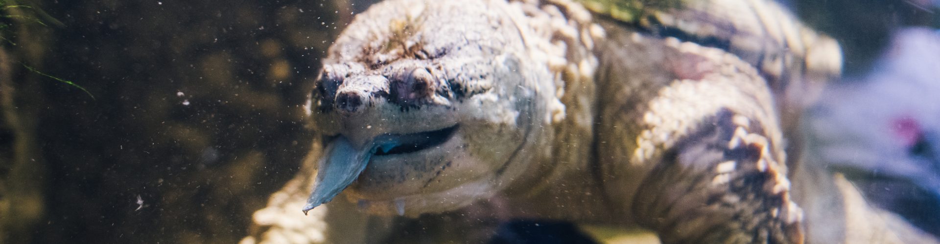 Common snapping turtle