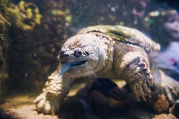 Common snapping turtle
