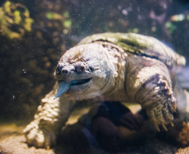 Common snapping turtle