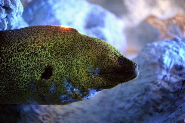 Moray eels