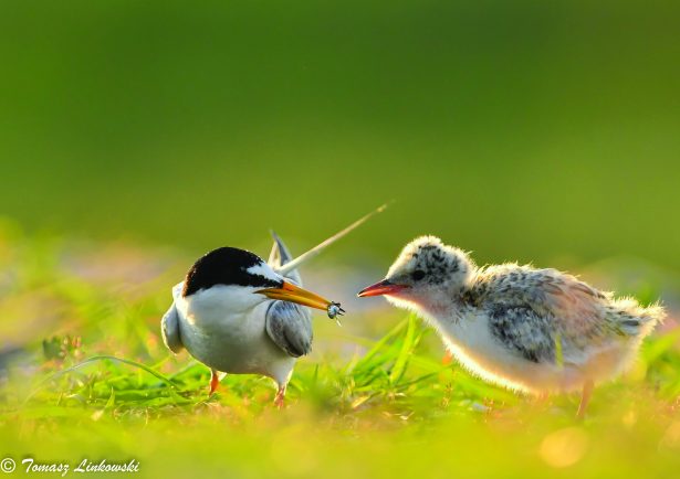 Wystawa autorstwa Tomasza Linkowskiego