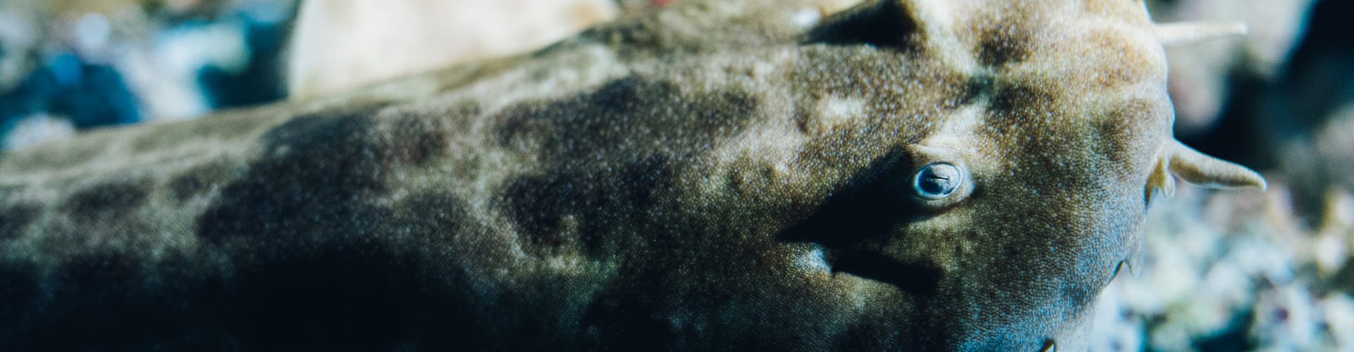 Wobbegong shark
