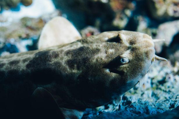 Wobbegong shark