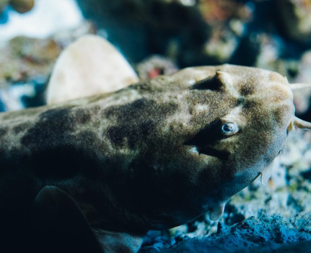 Rekin wobbegong