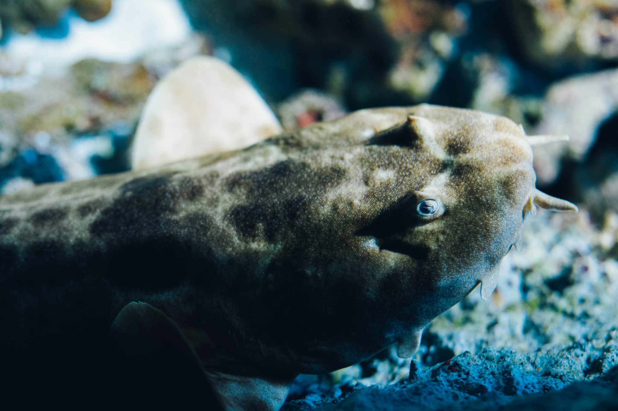 Wobbegong shark
