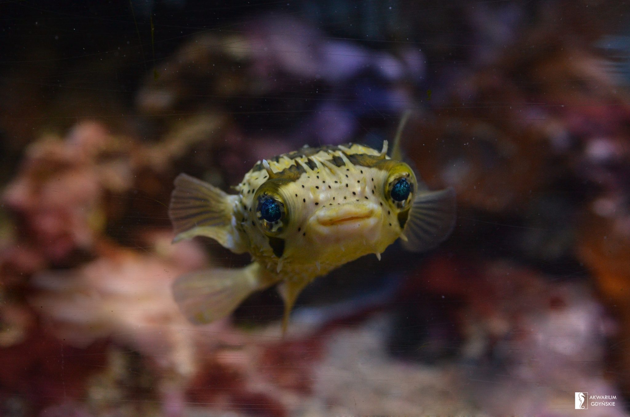Porcupine puffer