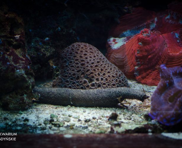 Sea cucumbers