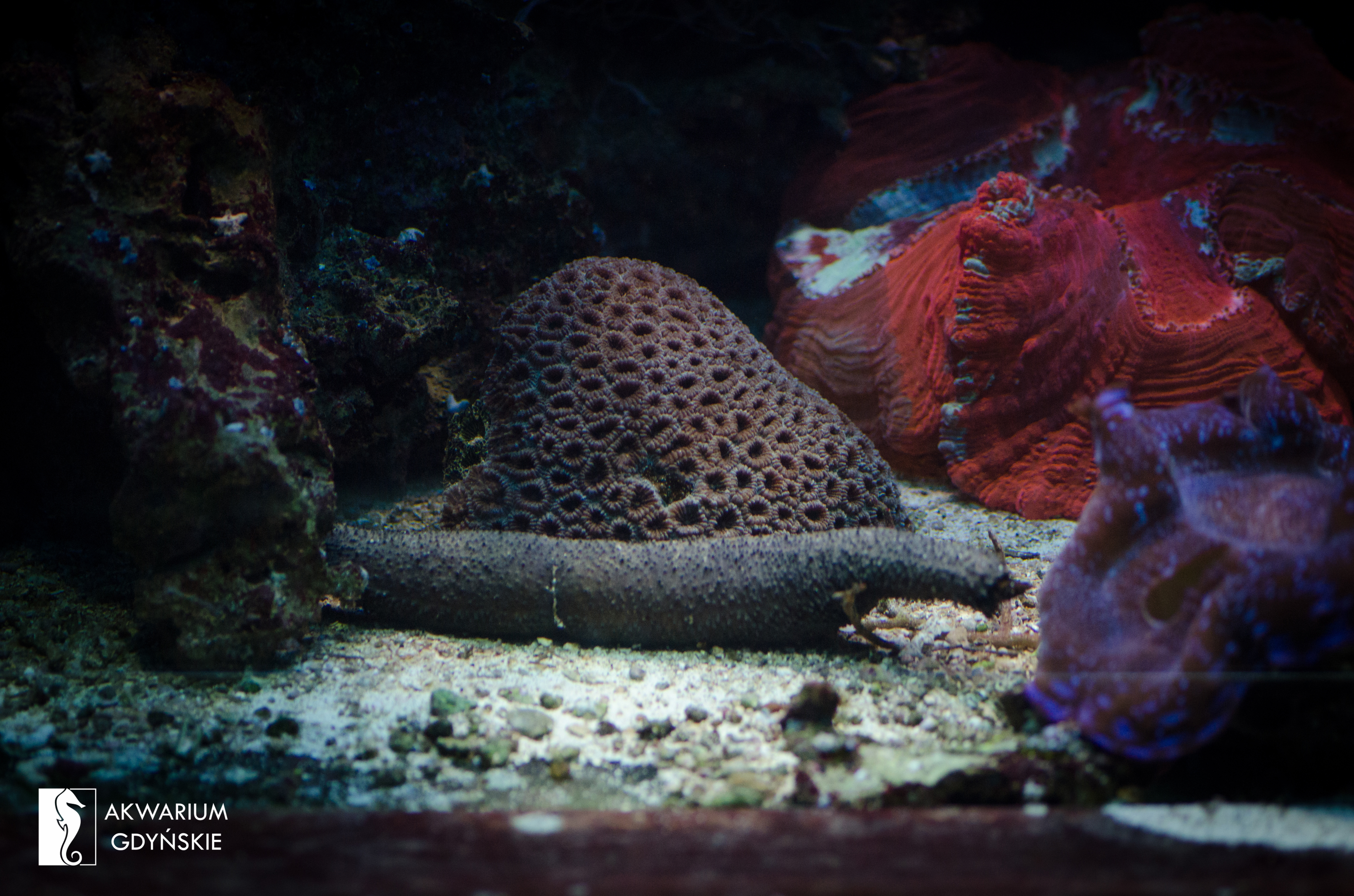 Sea cucumbers