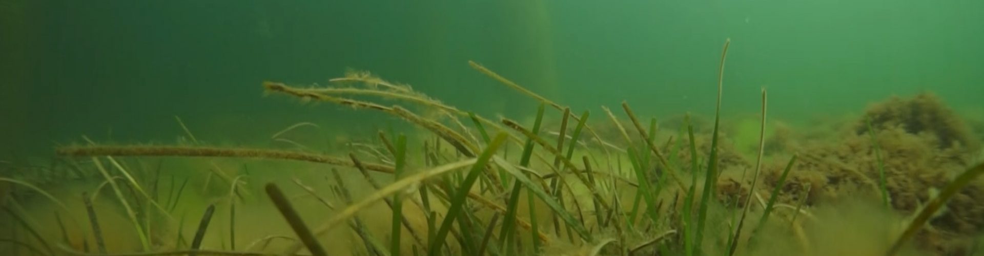 Niepodręcznik Oceaniczny