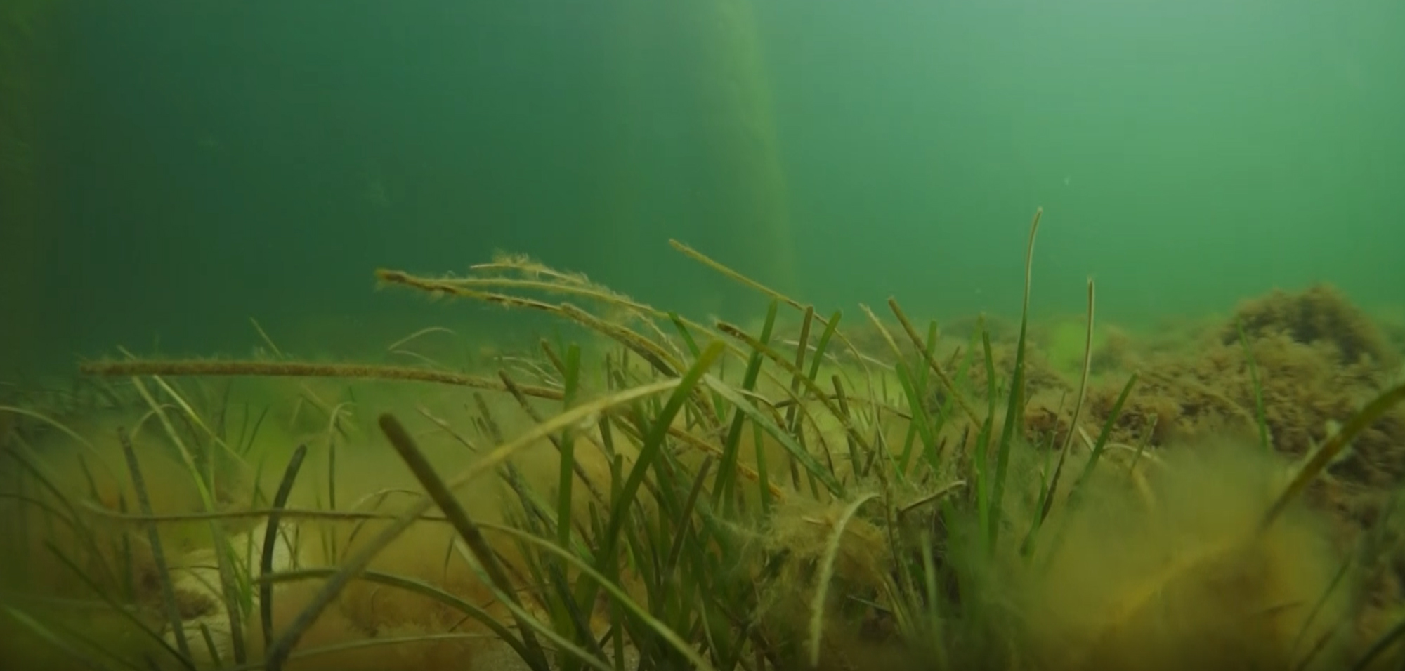 Niepodręcznik Oceaniczny