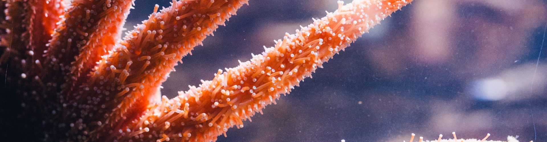 Sunflower sea star