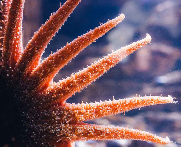 Sunflower sea star