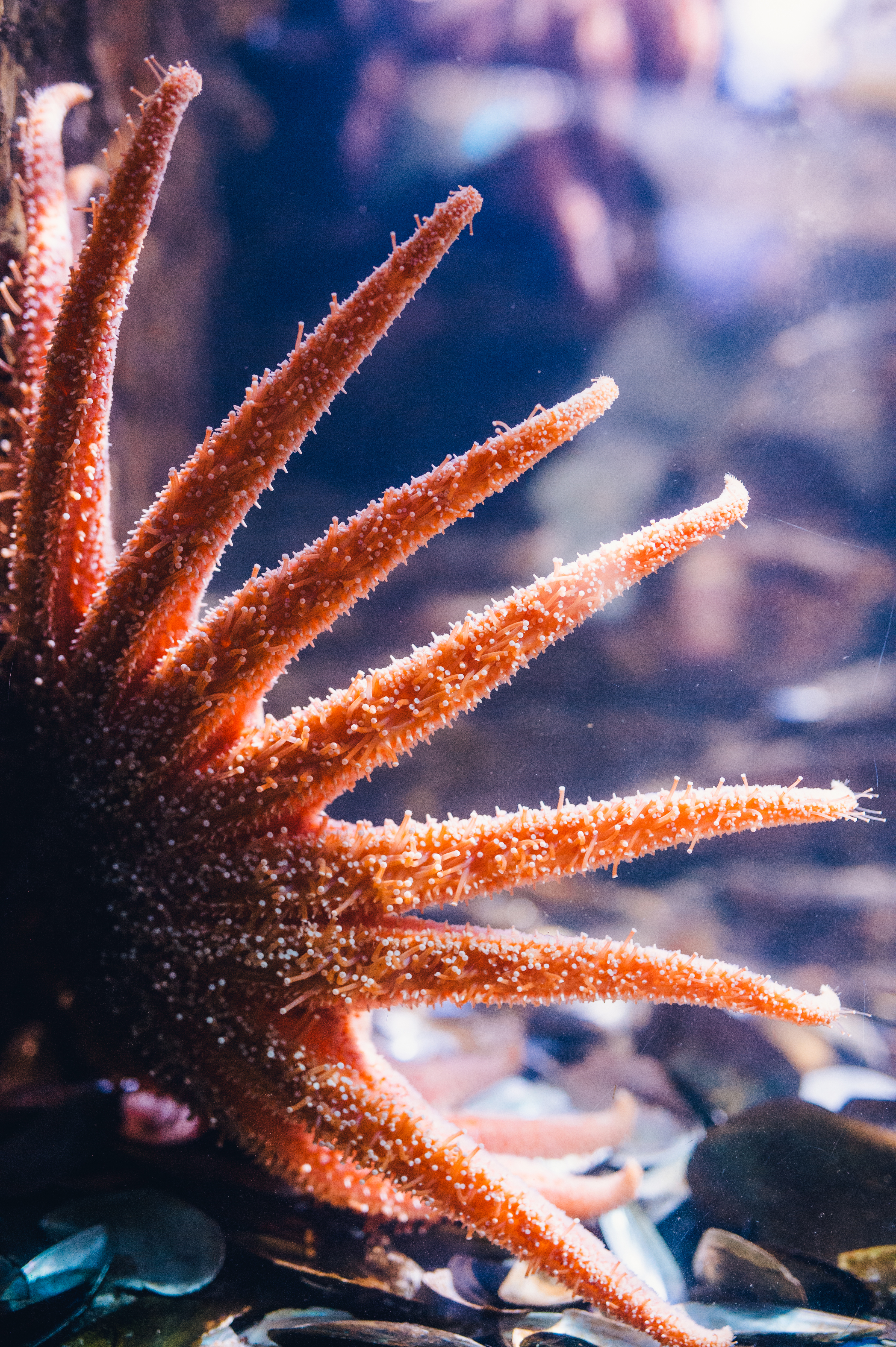 Sunflower sea star