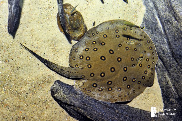 Ocellate river stingray