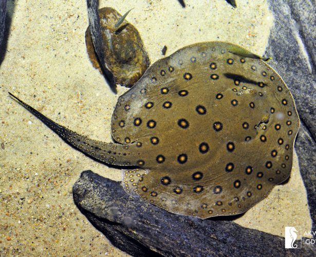 Ocellate river stingray