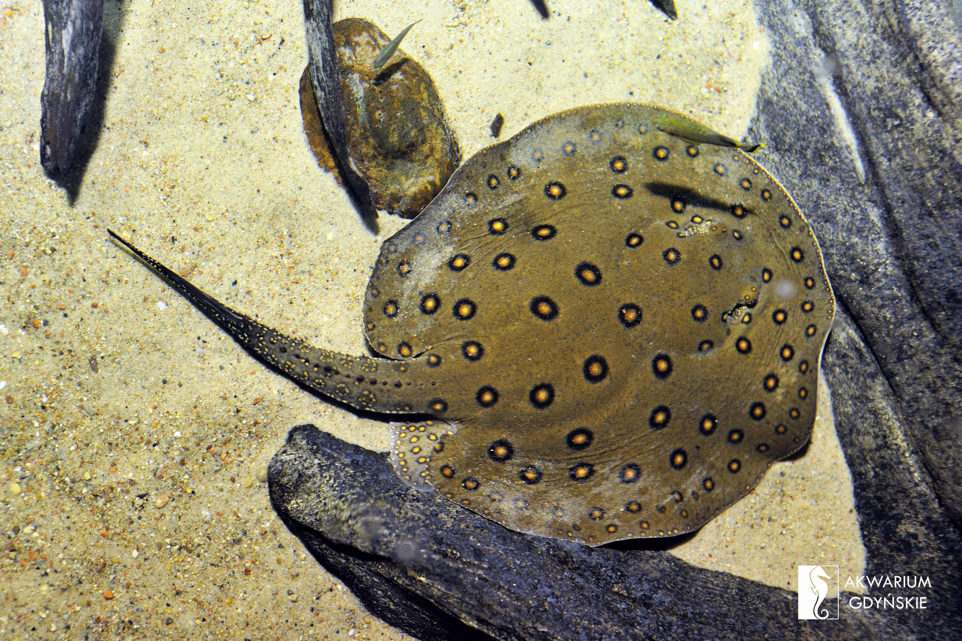 Ocellate river stingray