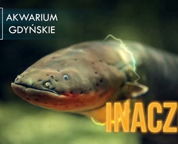 Opieka nad strętwami