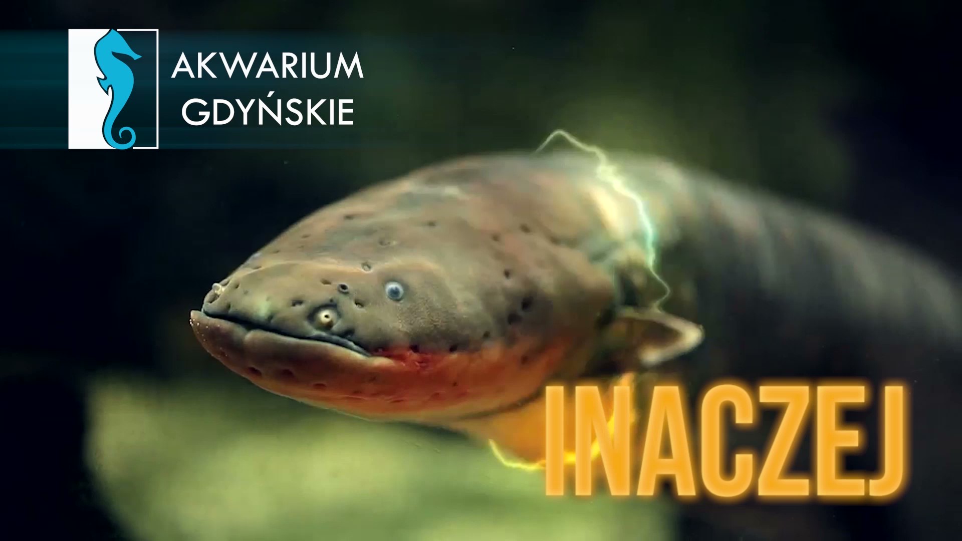 Opieka nad strętwami
