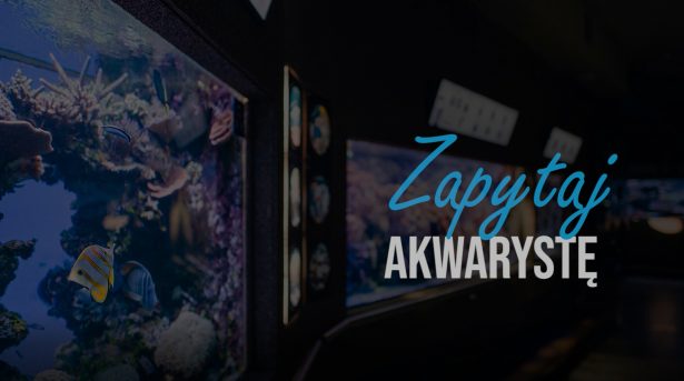 Wystrój zbiorników wodnych