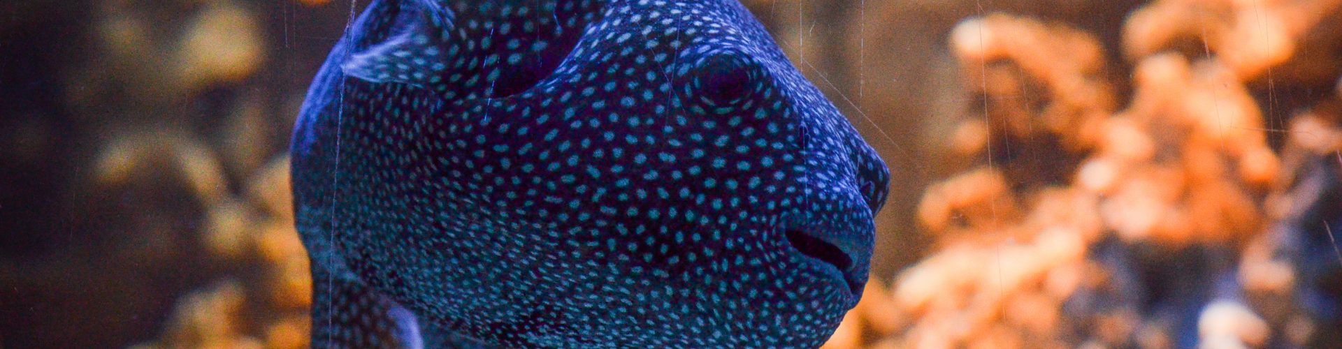 Guineafowl puffer