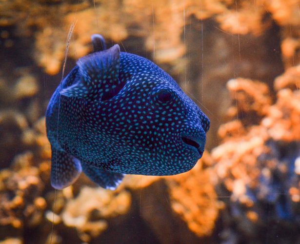Guineafowl puffer