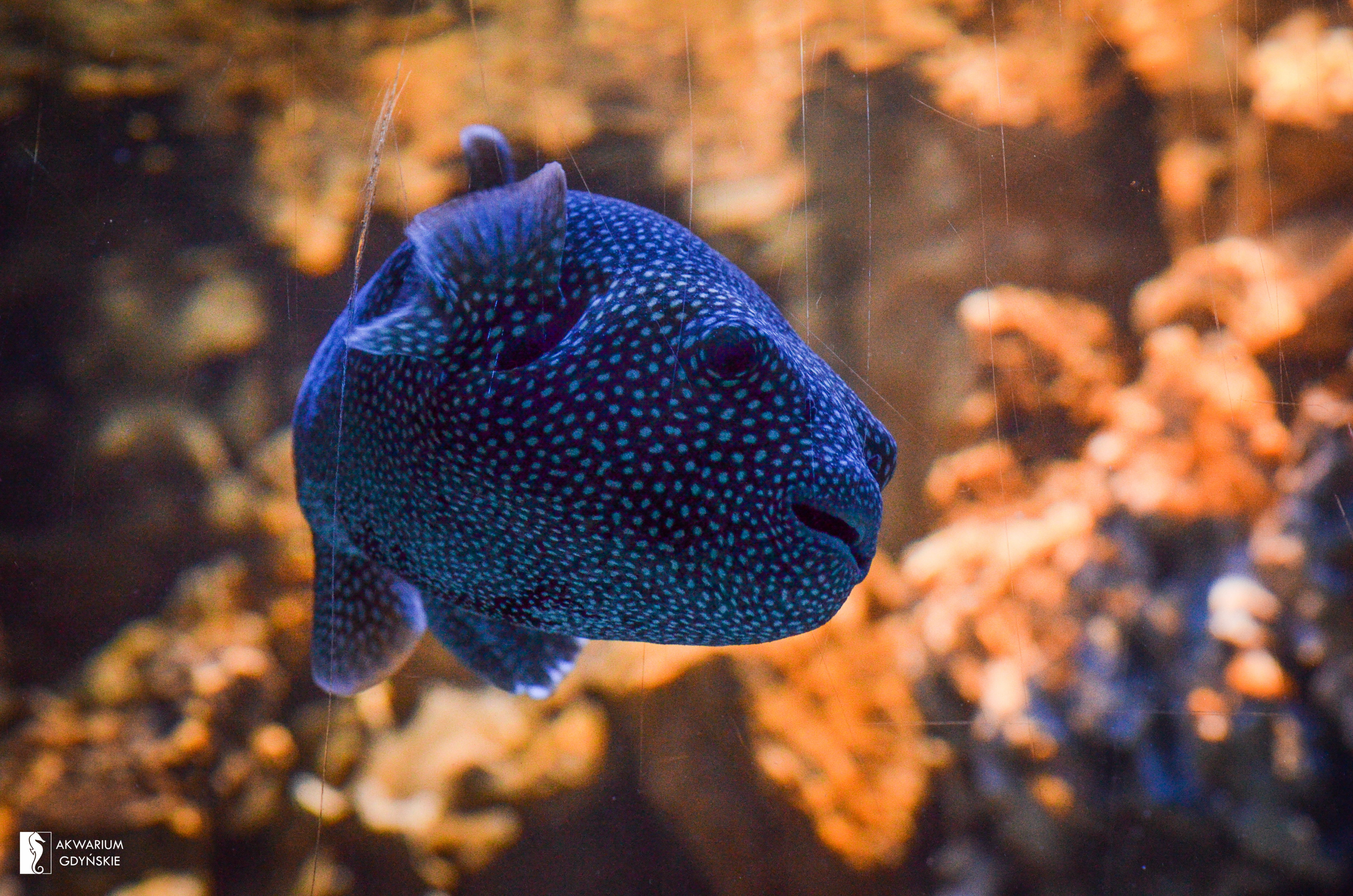 Guineafowl puffer
