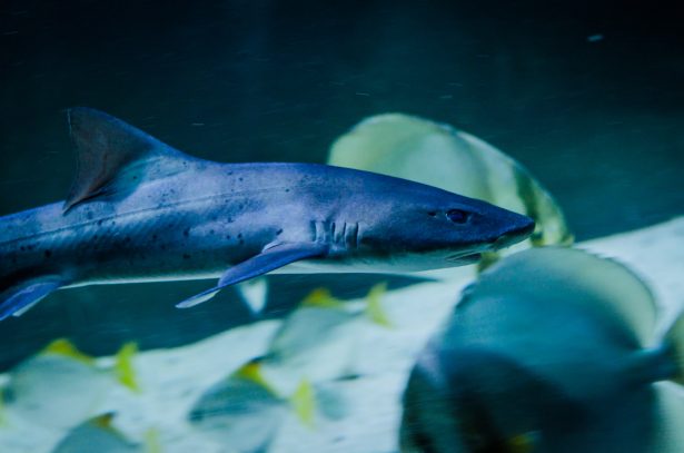 Banded houndshark
