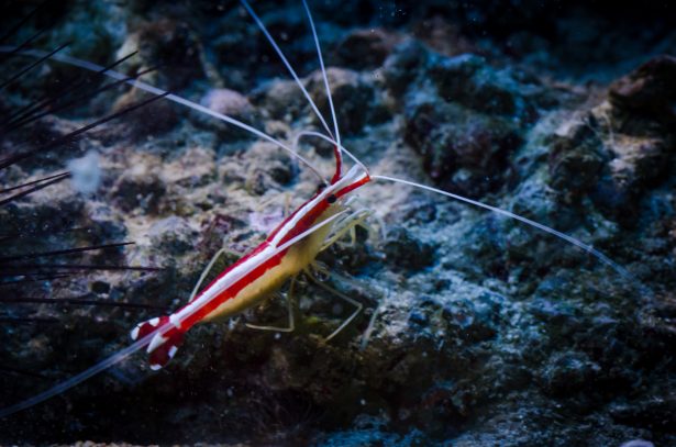 Pacific cleaner shrimp