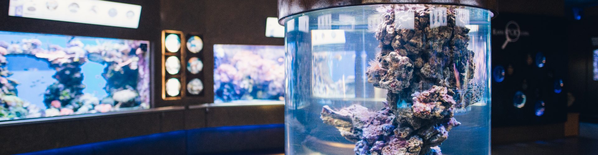 Holidays in the Gdynia Aquarium