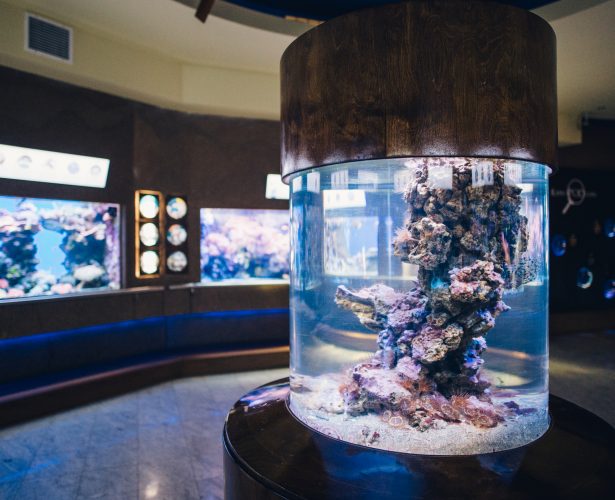 Holidays in the Gdynia Aquarium