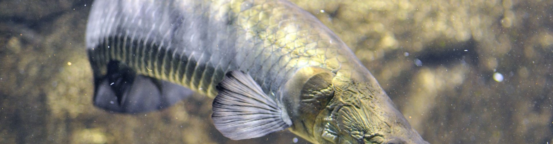 Arapaima
