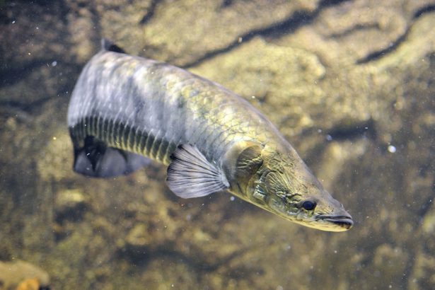 Arapaima