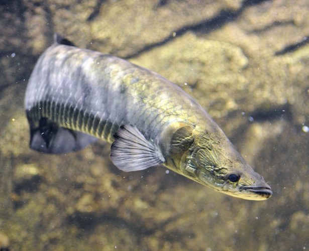 Arapaima