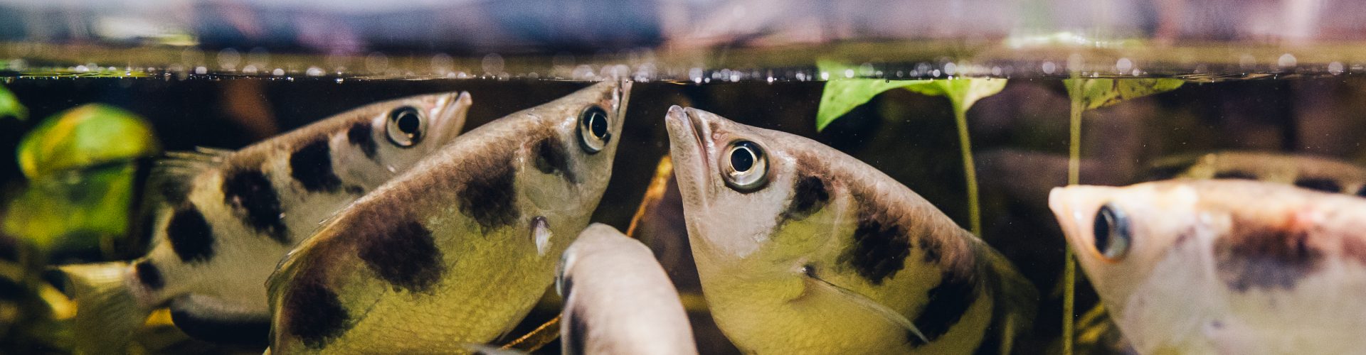 Banded archerfish
