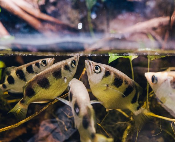 Banded archerfish
