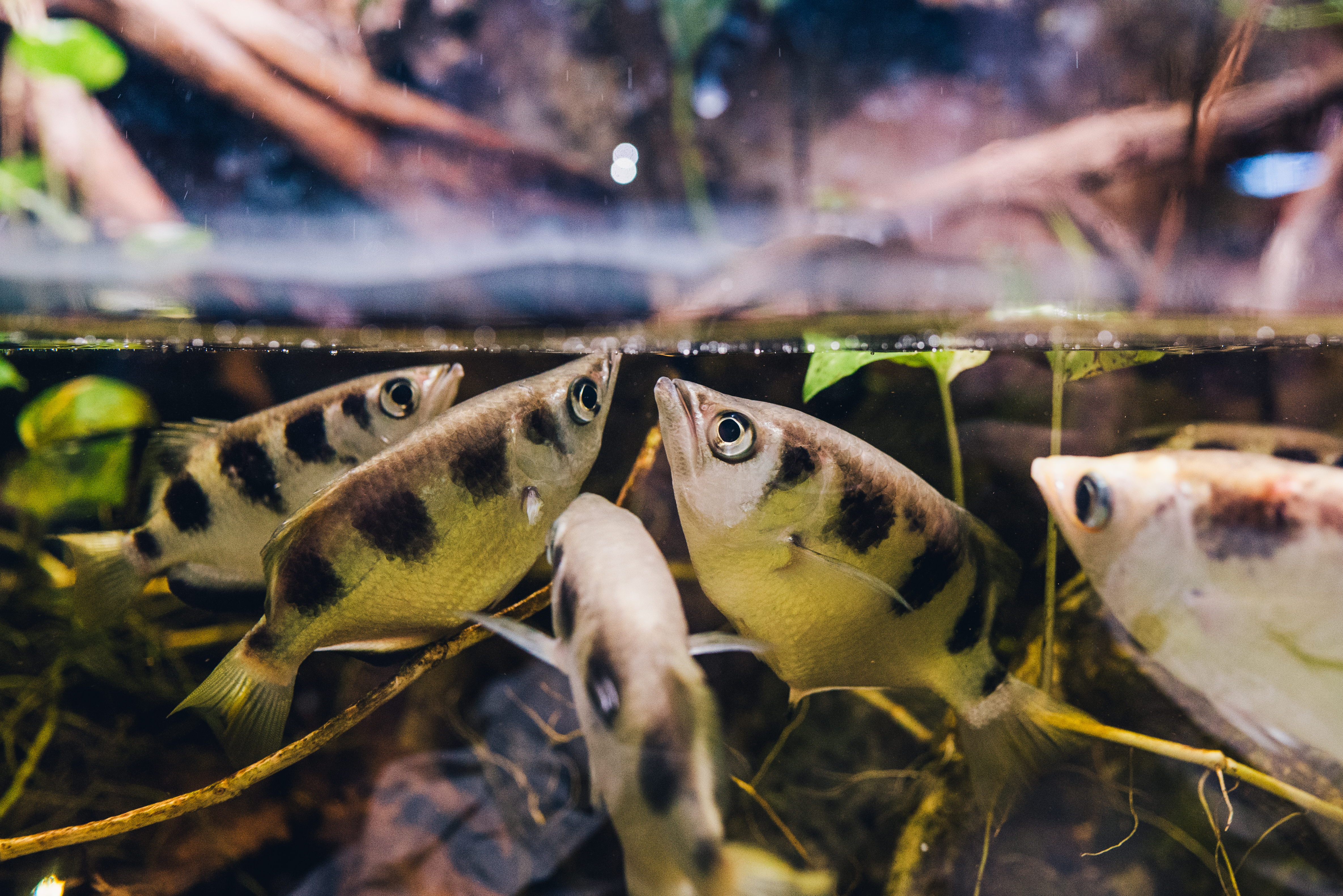Banded archerfish