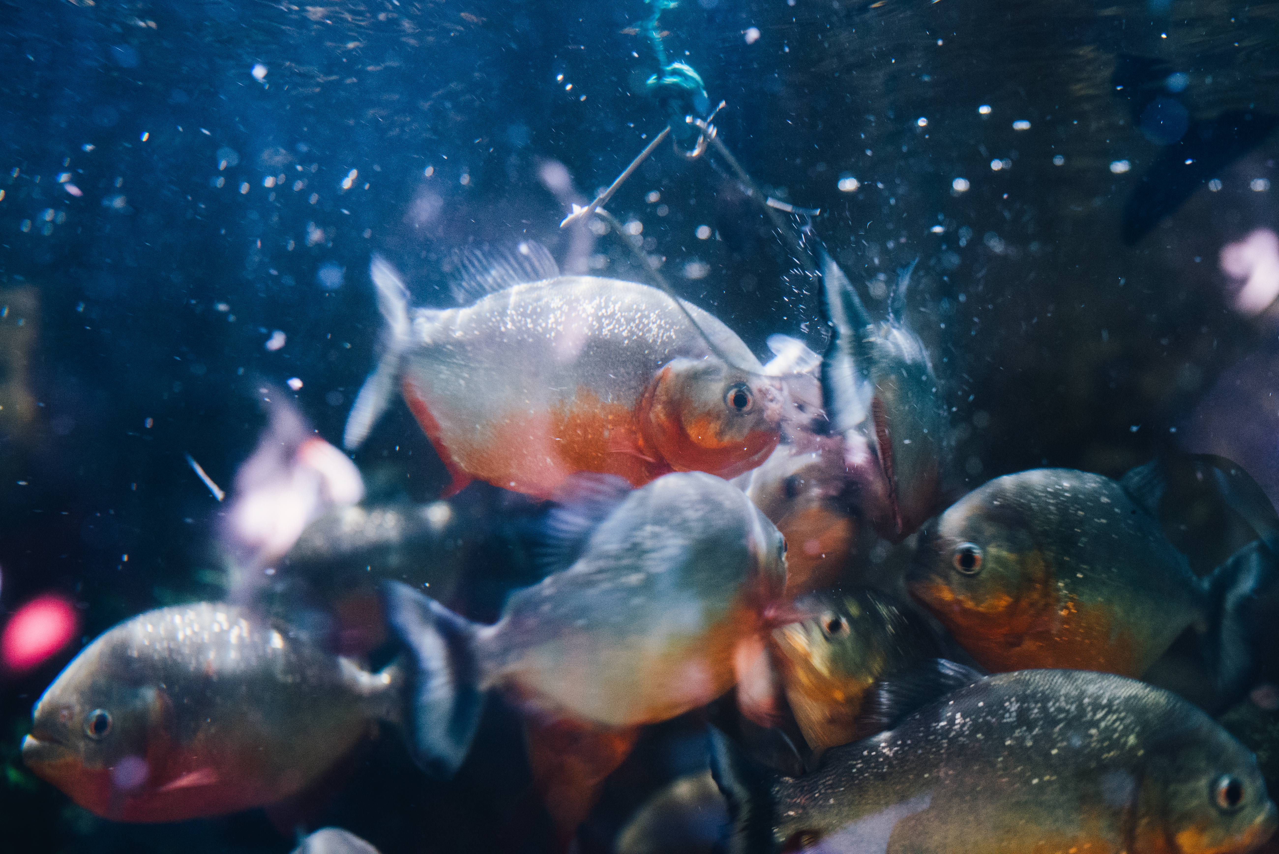 Red piranha