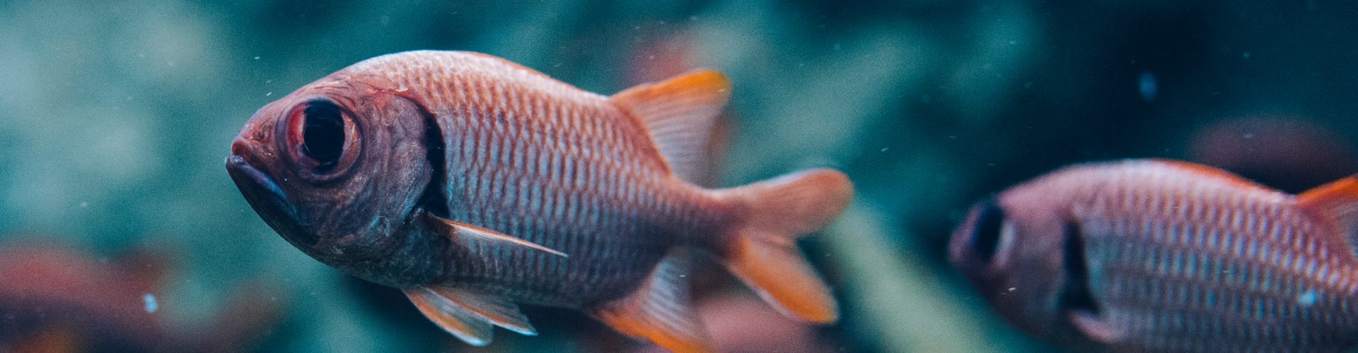 Pinecone soldierfish