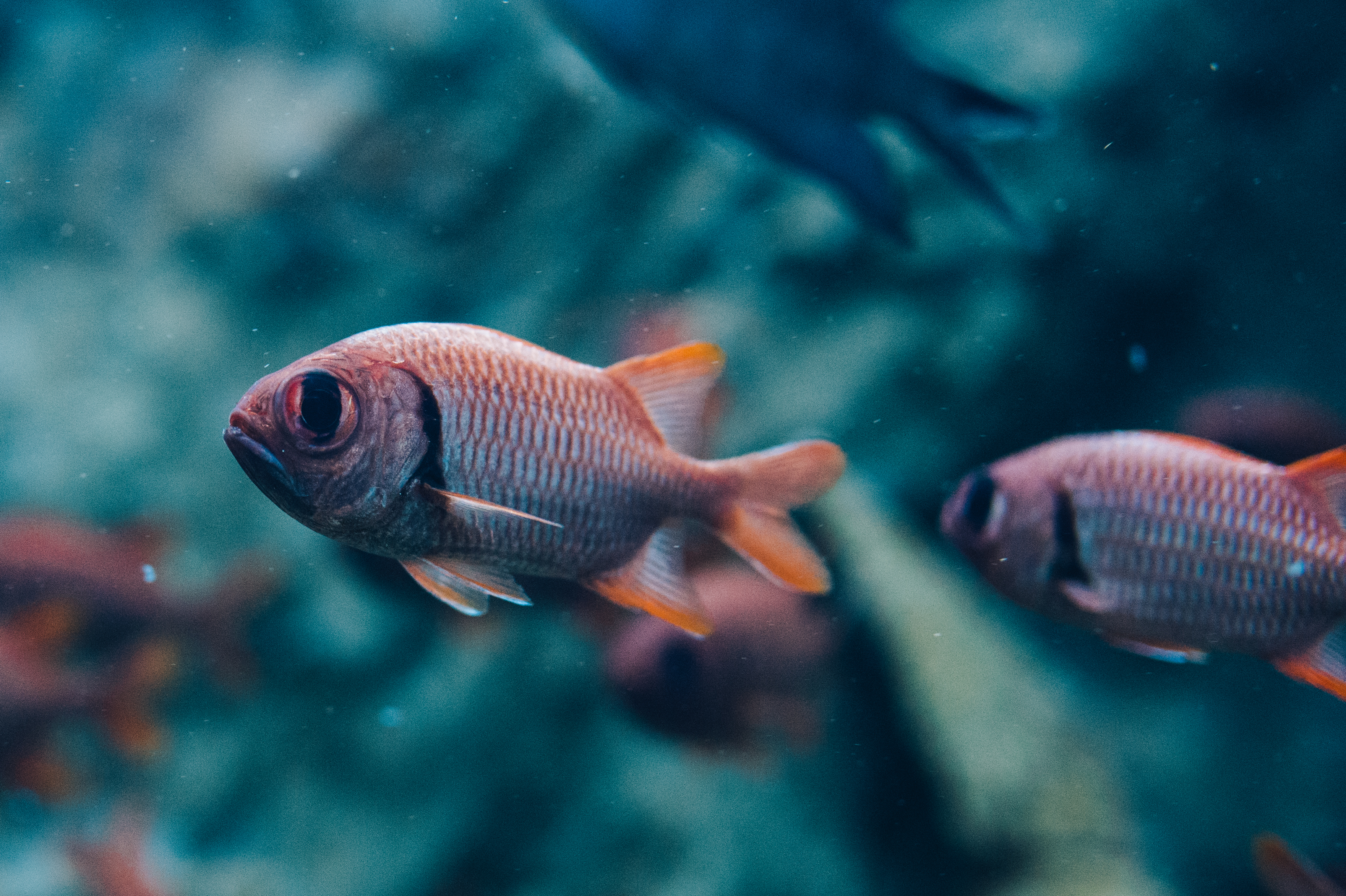 Pinecone soldierfish