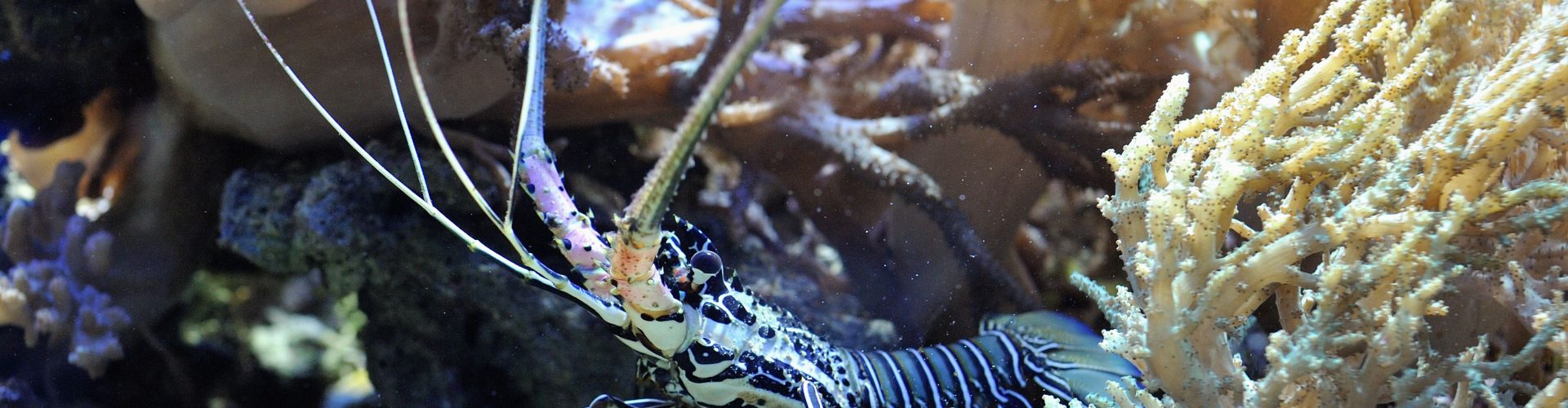 Spiny lobster