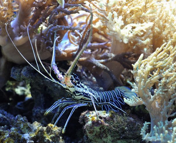 Spiny lobster