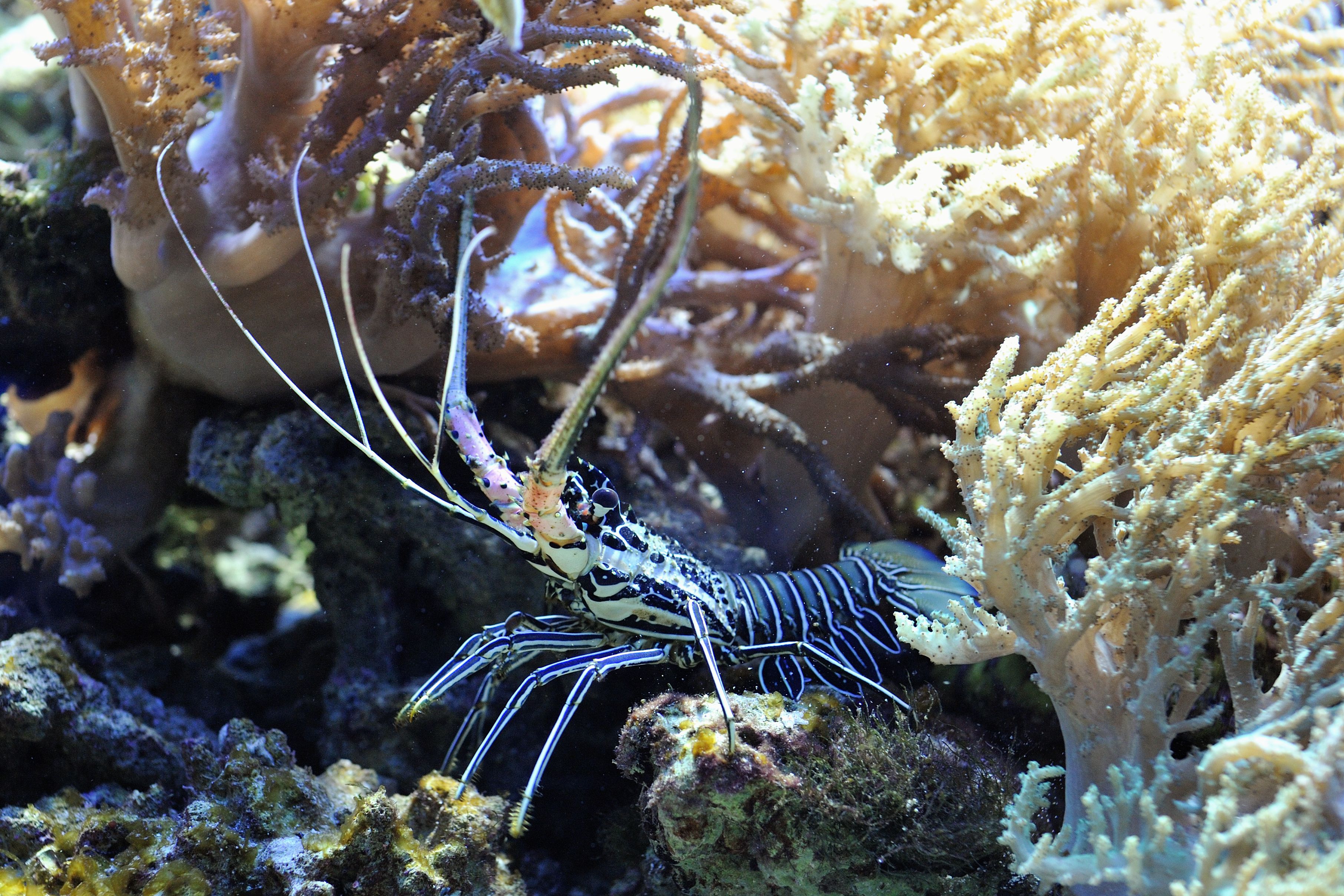 Spiny lobster