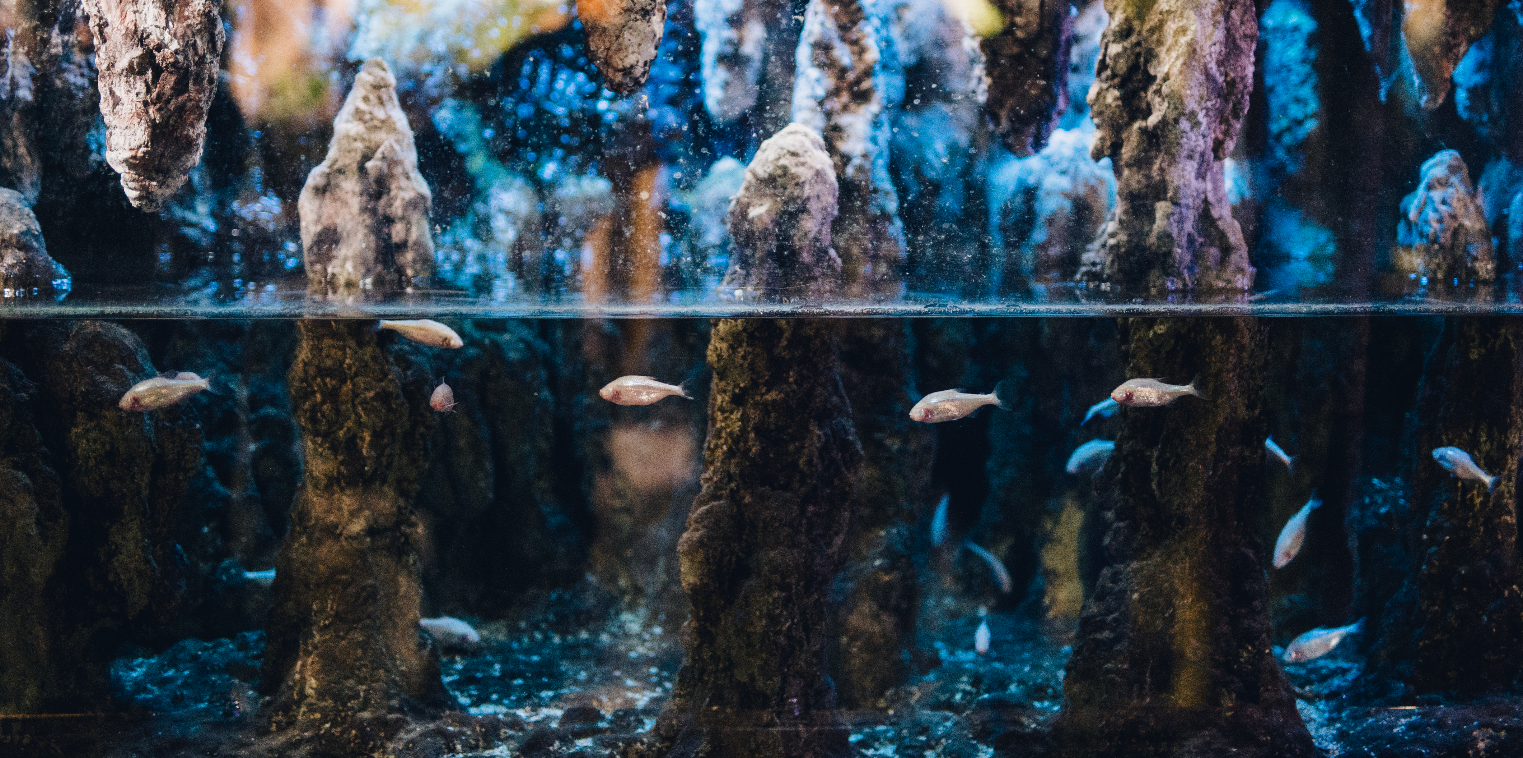 Blind cave tetra