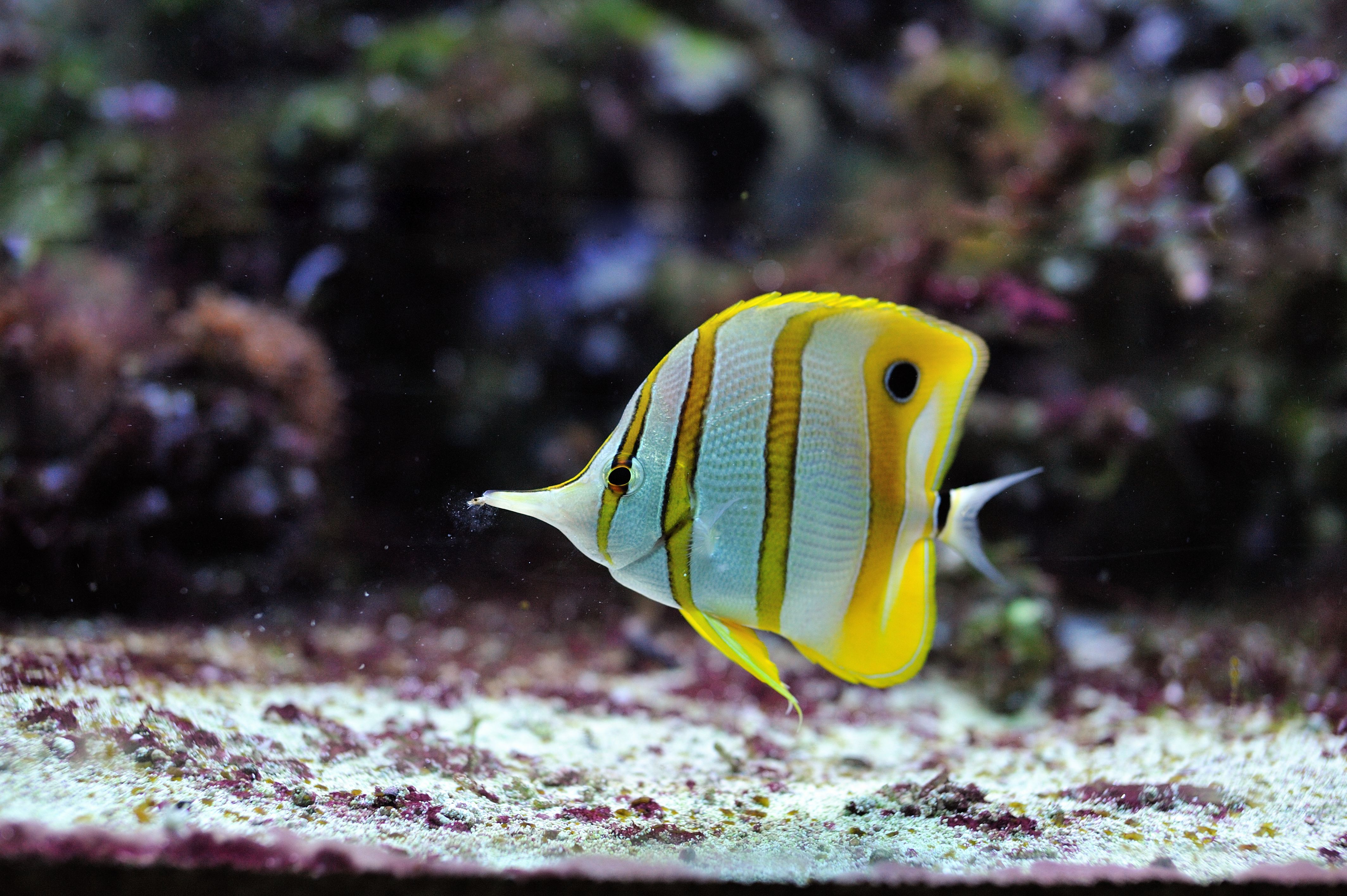Copperband butterflyfish