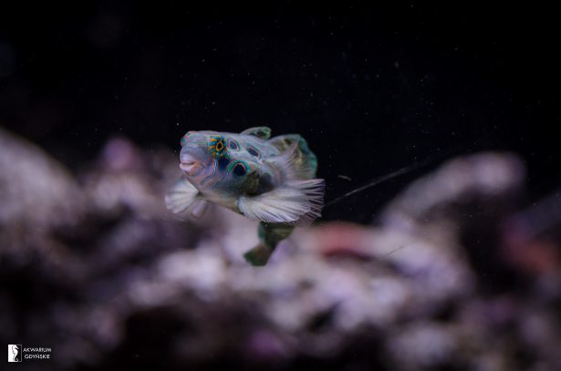 Green spot mandarin