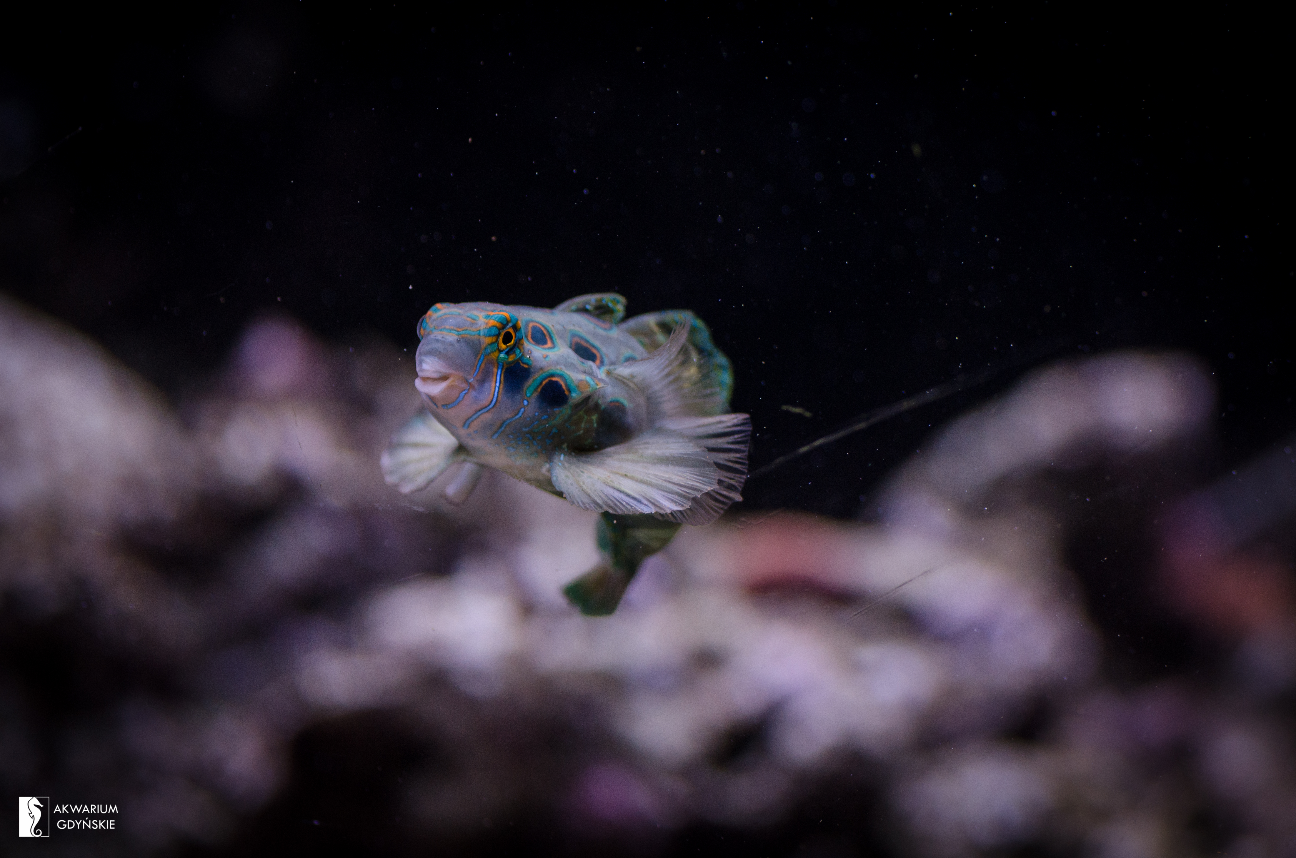 Green spot mandarin