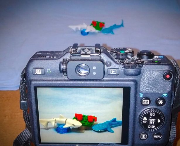 Wyniki konkursu fotograficznego: Dzień z życia rekina