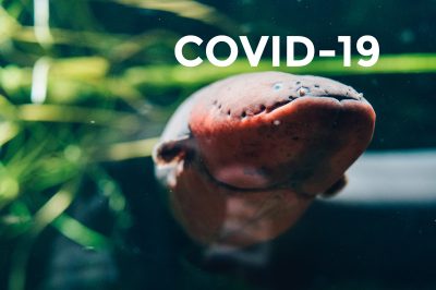 COVID-19 - rules of visit