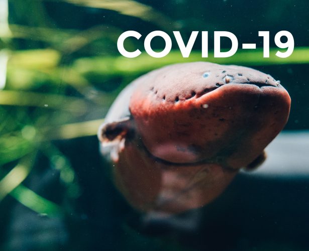 COVID-19 – rules of visit