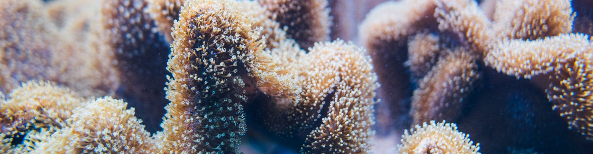 Soft corals
